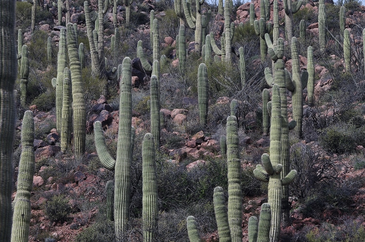 sea of saguaros